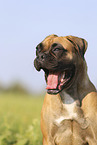 German Boxer Portrait