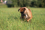German Boxer