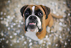 German Boxer