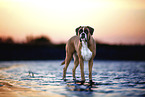 German Boxer