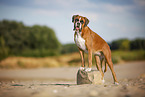 German Boxer