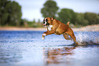 German Boxer
