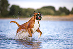 German Boxer