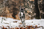 German Boxer