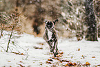 German Boxer