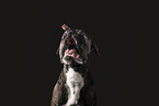 German Boxer