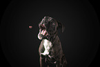 German Boxer