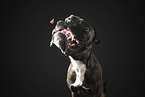 German Boxer