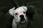 German Boxer