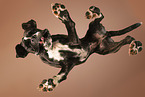 German boxer from below