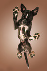 German boxer from below