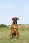 adult German Boxer