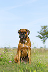 adult German Boxer