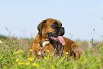 adult German Boxer