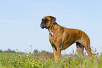adult German Boxer