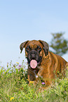 adult German Boxer
