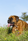adult German Boxer