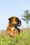 adult German Boxer