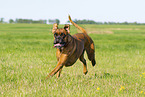 adult German Boxer