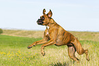 adult German Boxer