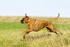 adult German Boxer