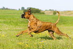 adult German Boxer