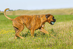 adult German Boxer