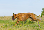 adult German Boxer