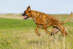 adult German Boxer