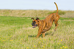 adult German Boxer