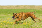 adult German Boxer