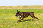 German Boxer in summer