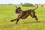 German Boxer in summer