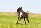 German Boxer in summer