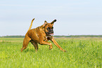 adult German Boxer
