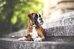 lying German Boxer