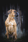 German Boxer