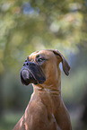 German Boxer