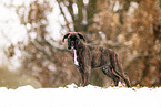 German Boxer in winter