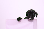German Boxer Puppy