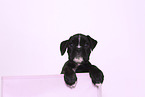 German Boxer Puppy
