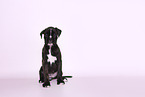 German Boxer Puppy