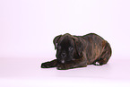 German Boxer Puppy