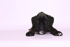 German Boxer Puppy