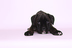 German Boxer Puppy