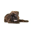 German Boxer Puppy