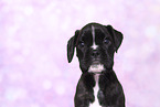 German Boxer Puppy