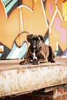 adult German Boxer