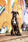 adult German Boxer