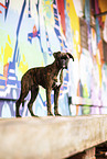 adult German Boxer